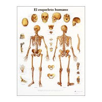 Lámina de anatomía: Esqueleto humano Lámina de anatomía: Esqueleto humano